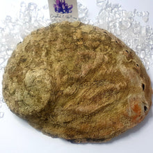 Load image into Gallery viewer, Abalone Shell
