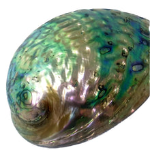 Load image into Gallery viewer, Bright Abalone Shell