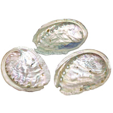 Load image into Gallery viewer, Abalone Shell - Small
