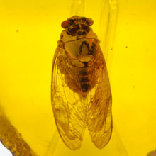 Load image into Gallery viewer, Amber Cicada Fossil # 116
