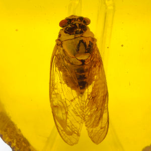 Amber Cicada Fossil # 116