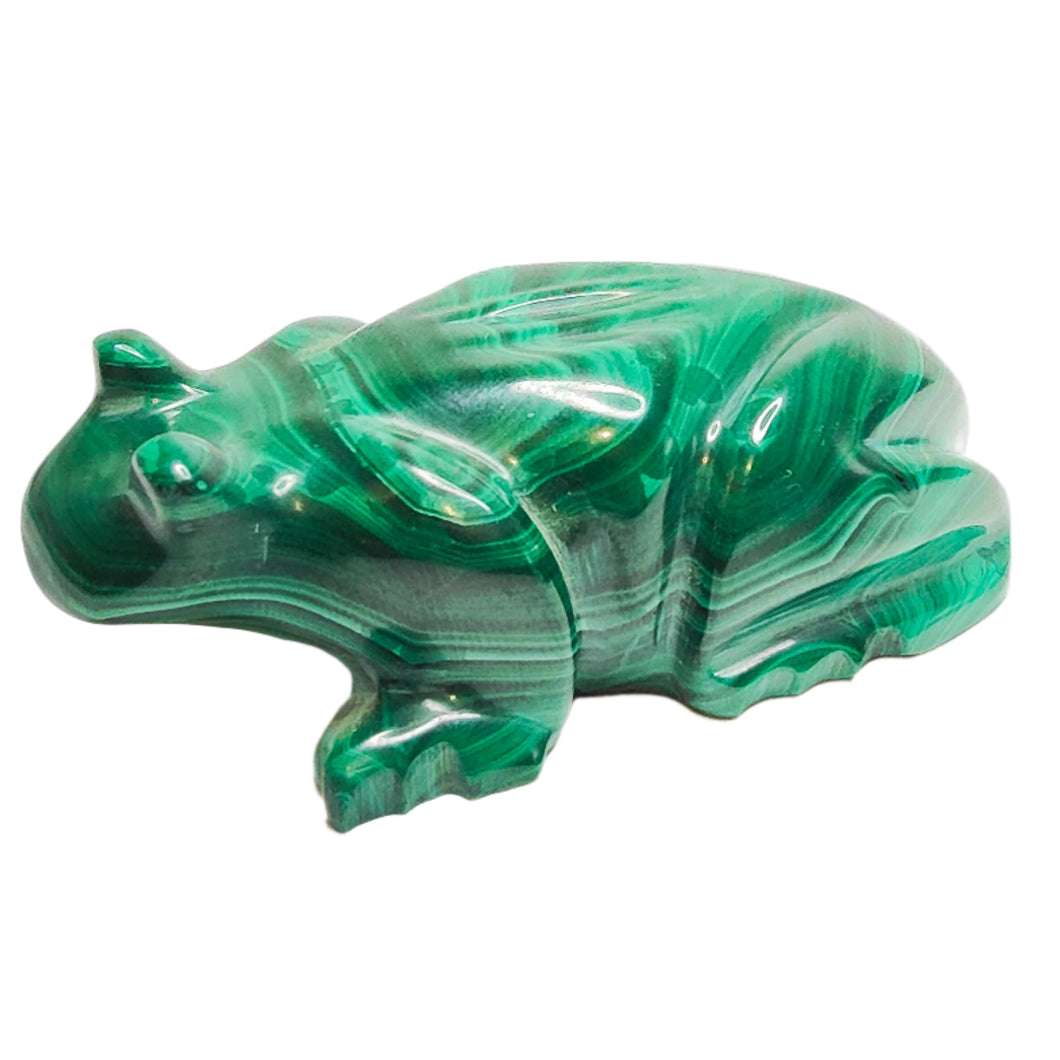 Malachite Frog # 72