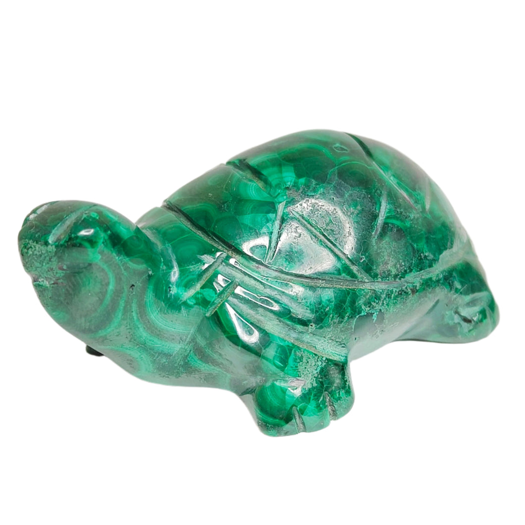 Malachite Turtle # 51