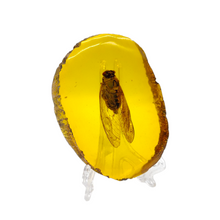 Load image into Gallery viewer, Amber Cicada Fossil # 116
