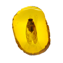 Load image into Gallery viewer, Amber Cicada Fossil # 116
