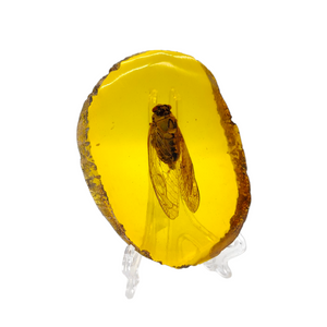 Amber Cicada Fossil # 116