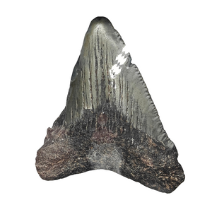 Carcharodon Shark Tooth # 10