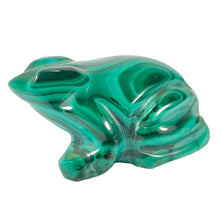 Load image into Gallery viewer, Malachite Frog P.I # 122
