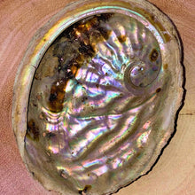 Load image into Gallery viewer, Abalone Shell
