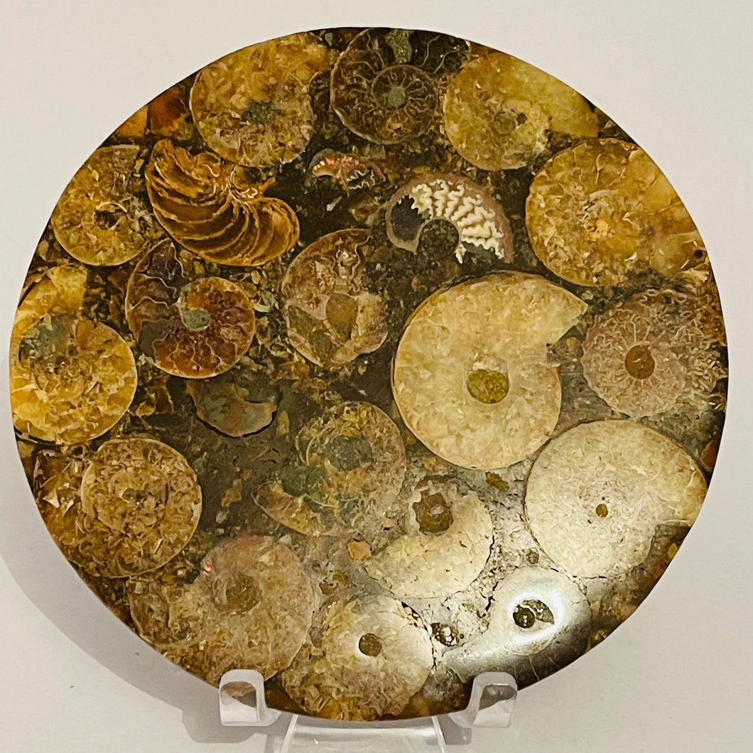 Ammonite Plate #86