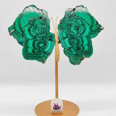 Malachite Butterfly Wings + Stand # 16