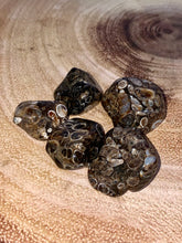 Load image into Gallery viewer, Turritella Agate Tumble
