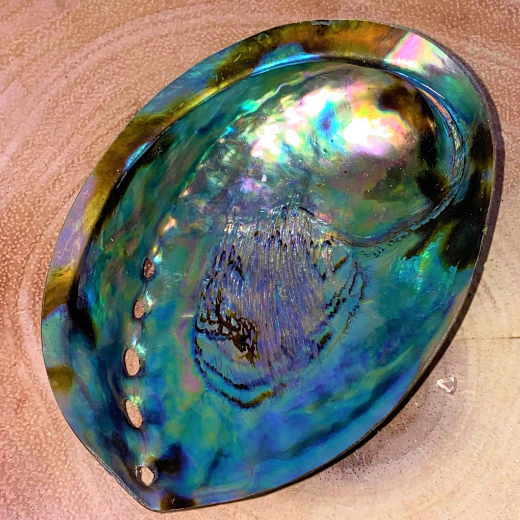 Bright Abalone Shell