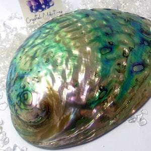 Bright Abalone Shell
